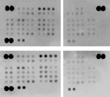 Proteome Profiler Human Phospho-Kinase Array Kit ARY003C