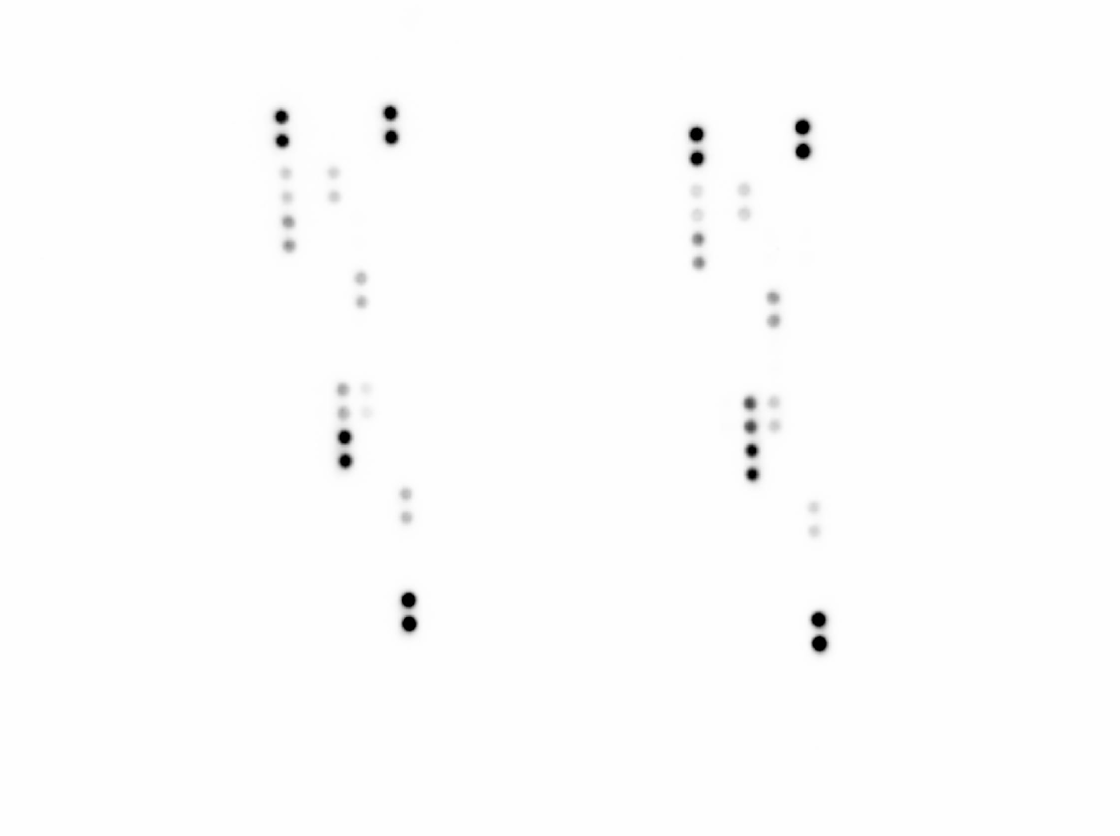 Proteome Profiler Human Cytokine Array Kit ARY005B