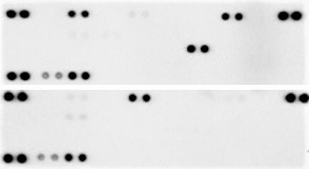 Proteome Profiler Human Cytokine Array Kit ARY005B
