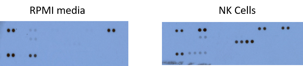 Proteome Profiler Human Cytokine Array Kit ARY005B