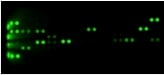 Proteome Profiler Mouse Cytokine Array Kit, Panel A ARY006