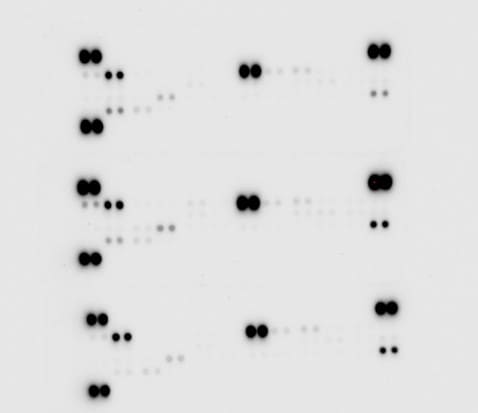 Proteome Profiler Mouse Cytokine Array Kit, Panel A ARY006