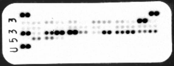 Proteome Profiler Mouse Cytokine Array Kit, Panel A ARY006