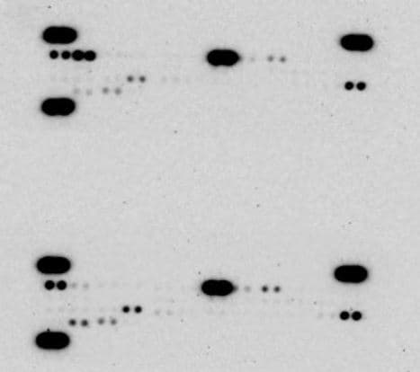 Proteome Profiler Mouse Cytokine Array Kit, Panel A ARY006