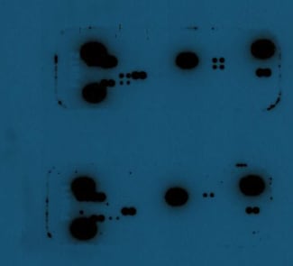 Proteome Profiler Mouse Cytokine Array Kit, Panel A ARY006