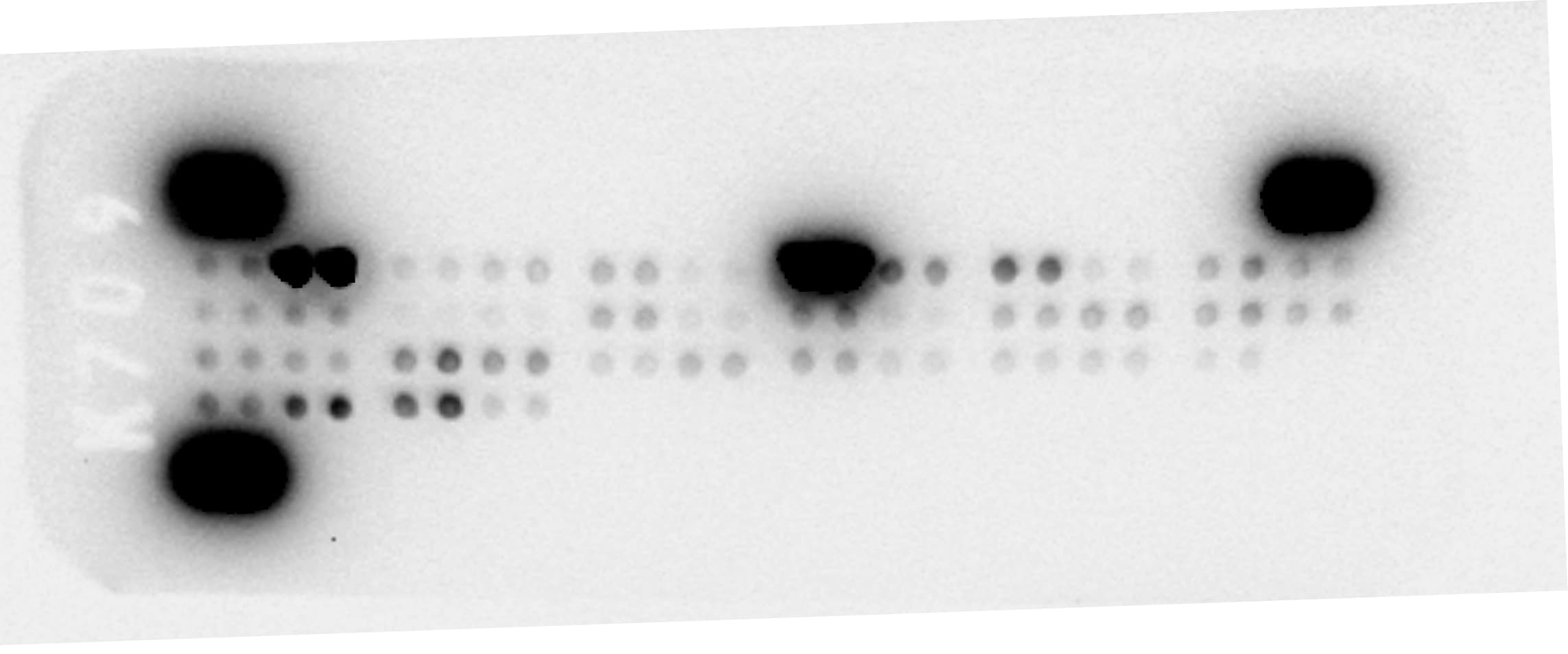 Proteome Profiler Mouse Cytokine Array Kit, Panel A ARY006