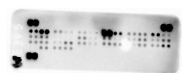 Proteome Profiler Mouse Cytokine Array Kit, Panel A ARY006