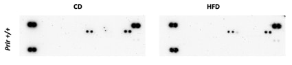 Proteome Profiler Mouse Cytokine Array Kit, Panel A ARY006