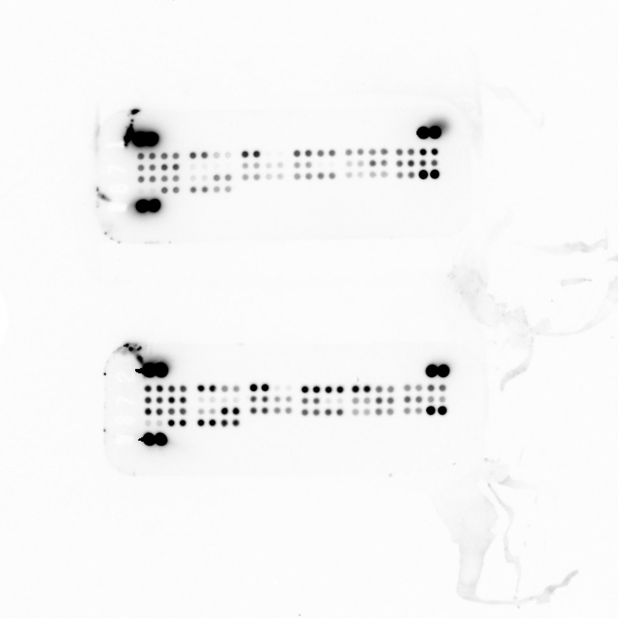Proteome Profiler Mouse Cytokine Array Kit, Panel A ARY006