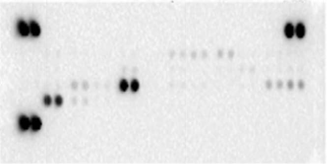 Proteome Profiler Mouse Cytokine Array Kit, Panel A ARY006