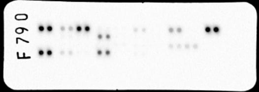 Proteome Profiler Rat Cytokine Array Kit, Panel A ARY008