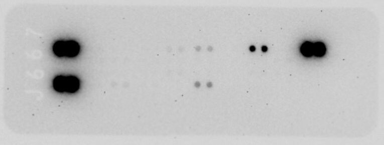 Proteome Profiler Rat Cytokine Array Kit, Panel A ARY008