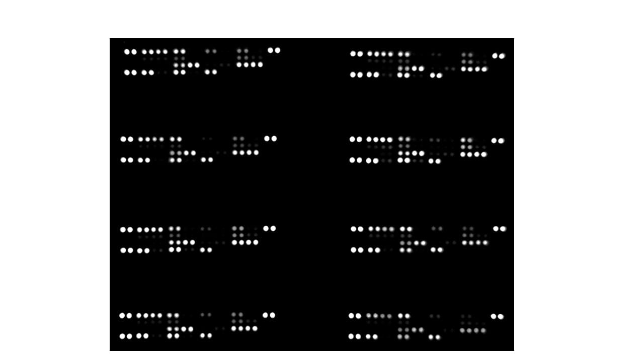 Proteome Profiler Rat Cytokine Array Kit, Panel A ARY008