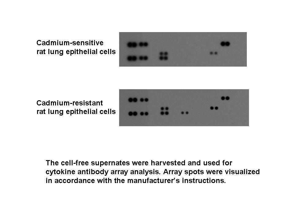 Proteome Profiler Rat Cytokine Array Kit, Panel A ARY008