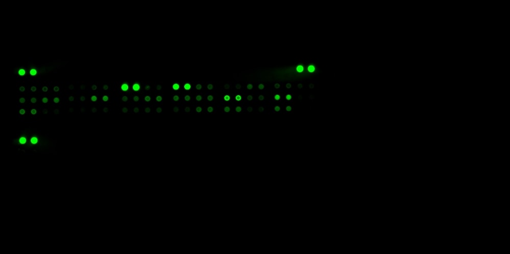 Proteome Profiler Human Apoptosis Array Kit ARY009