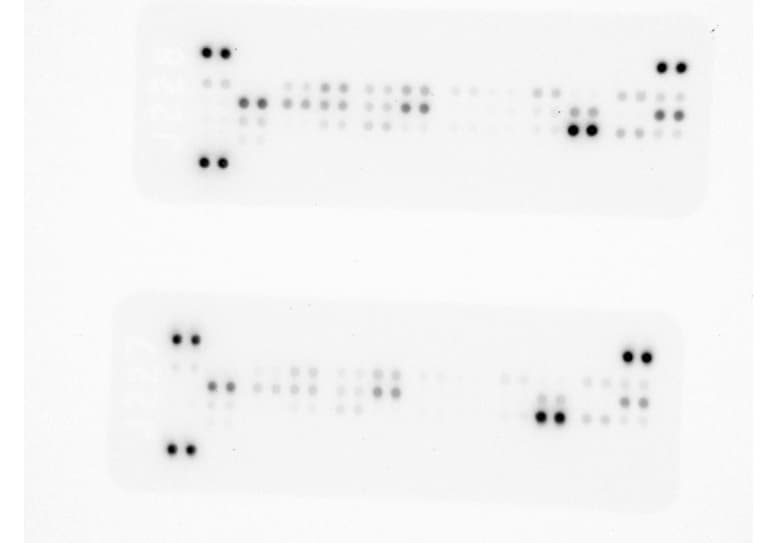 Proteome Profiler Mouse Adipokine Array Kit ARY013
