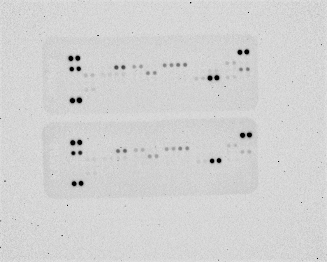 Proteome Profiler Mouse Adipokine Array Kit ARY013