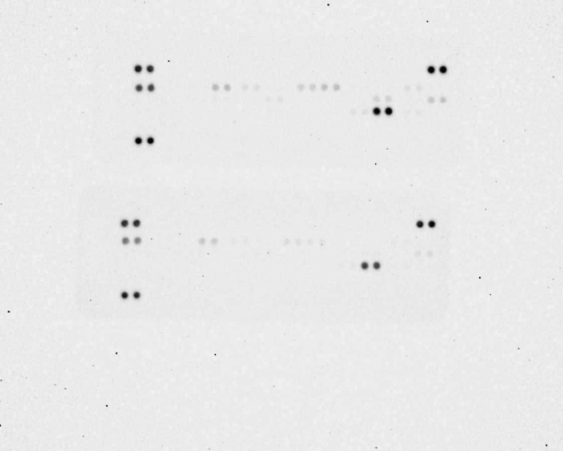Proteome Profiler Mouse Adipokine Array Kit ARY013