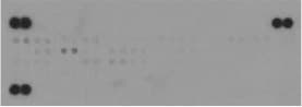 Proteome Profiler Mouse Phospho-RTK Array Kit ARY014