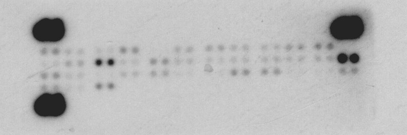 Proteome Profiler Mouse Phospho-RTK Array Kit ARY014