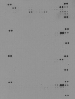 Proteome Profiler Mouse Phospho-RTK Array Kit ARY014