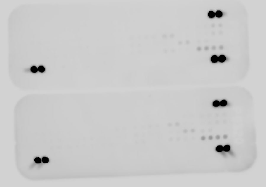 Proteome Profiler Mouse Phospho-RTK Array Kit ARY014