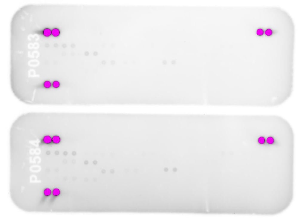 Proteome Profiler Mouse Phospho-RTK Array Kit ARY014