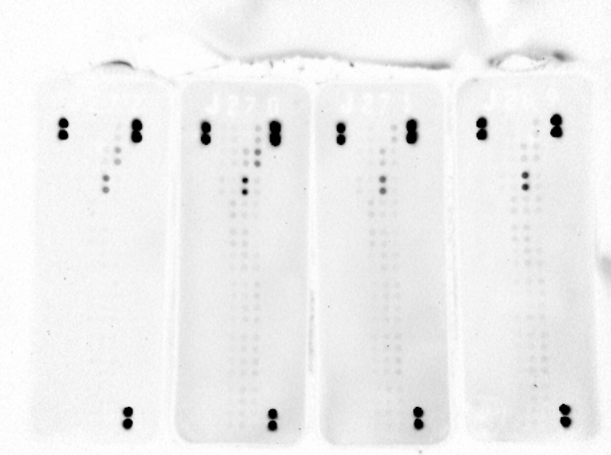 Proteome Profiler Mouse Phospho-RTK Array Kit ARY014
