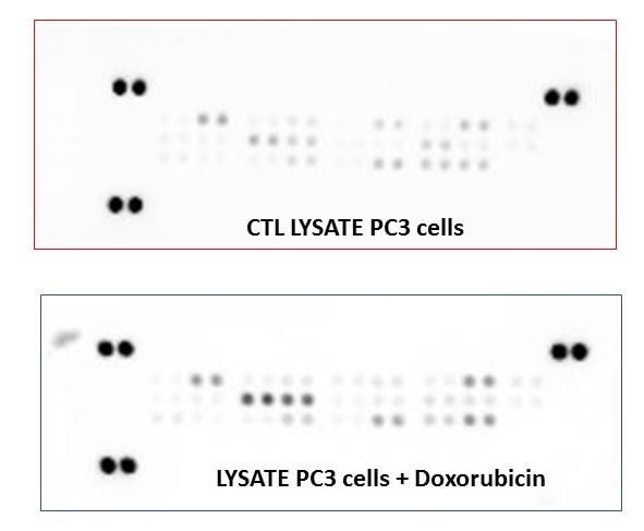 Proteome Profiler Human Cell Stress Array Kit ARY018