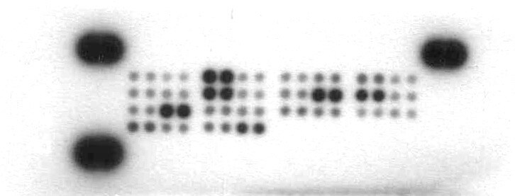 Proteome Profiler Mouse Chemokine Array Kit ARY020