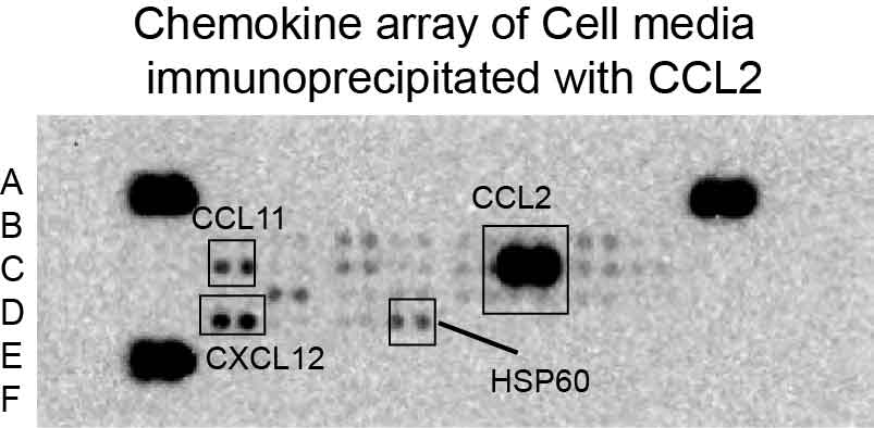 Proteome Profiler Mouse Chemokine Array Kit ARY020