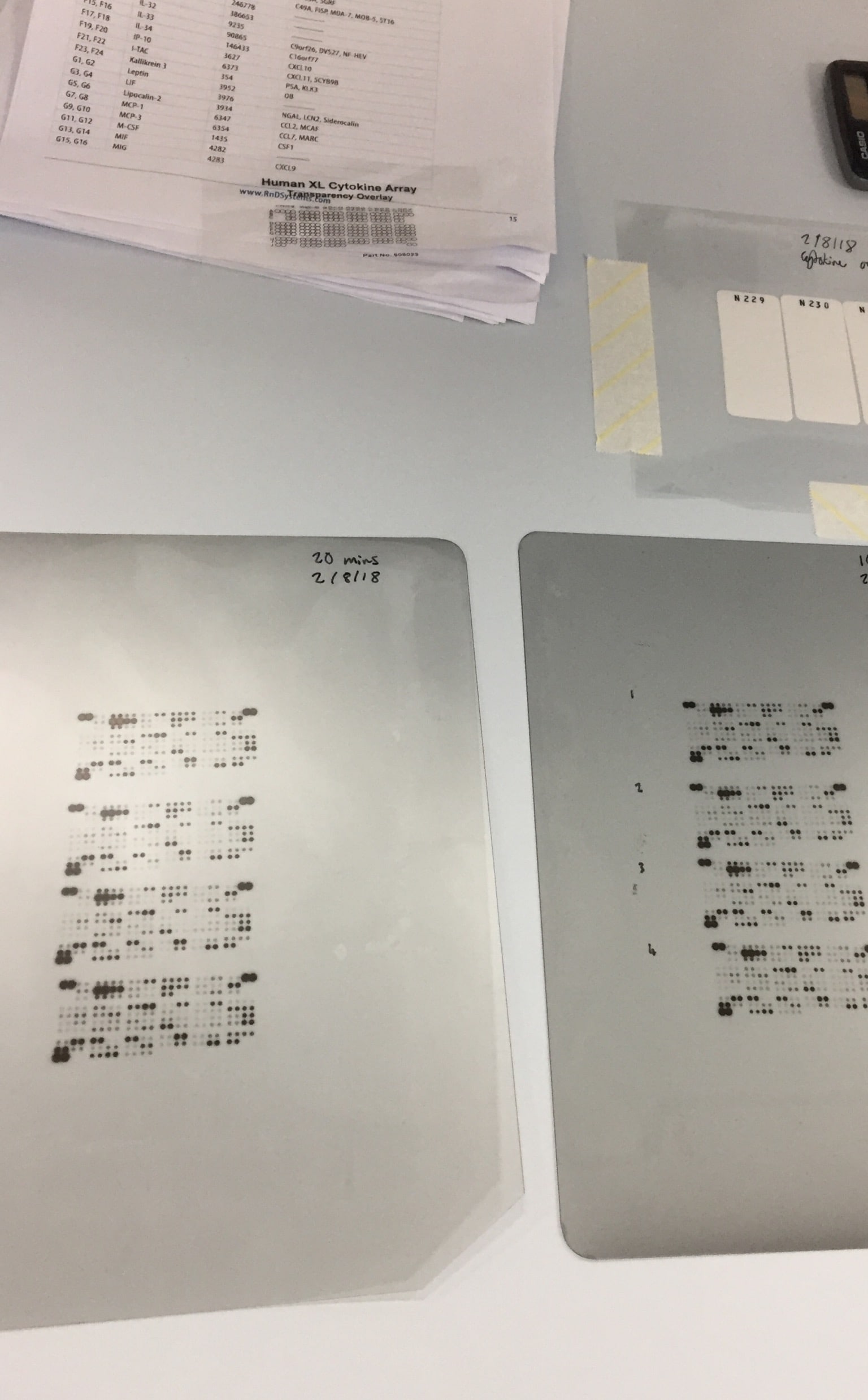 Proteome Profiler Human XL Cytokine Array Kit ARY022B