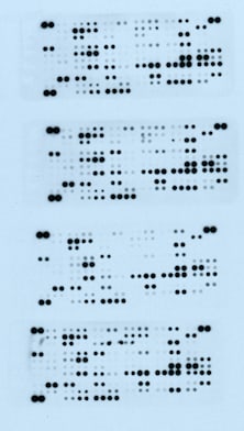Proteome Profiler Human XL Cytokine Array Kit ARY022B