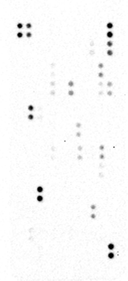 Proteome Profiler Human XL Cytokine Array Kit ARY022B