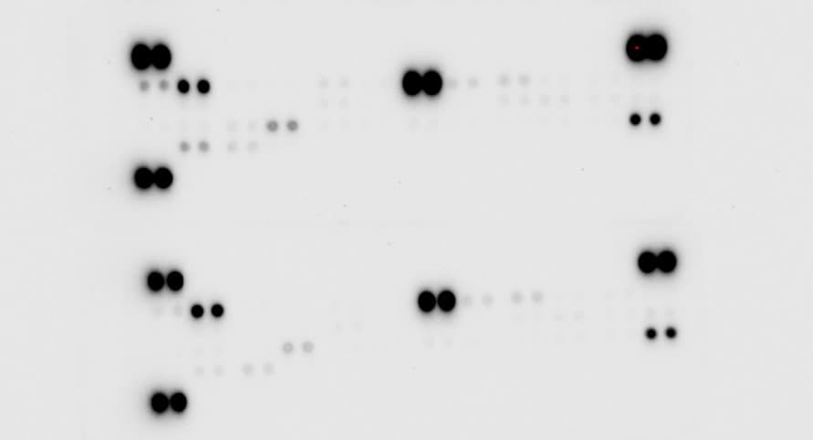 Proteome Profiler Human XL Oncology Array ARY026