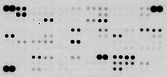 Proteome Profiler Mouse XL Cytokine Array ARY028