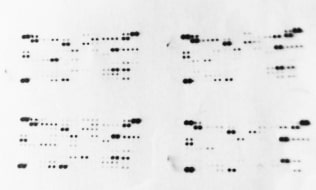 Proteome Profiler Mouse XL Cytokine Array ARY028