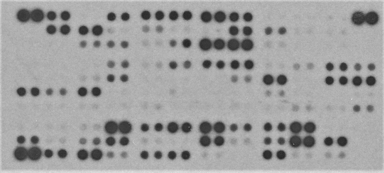 Proteome Profiler Mouse XL Cytokine Array ARY028