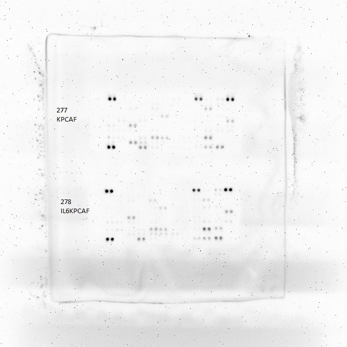 Proteome Profiler Mouse XL Cytokine Array ARY028