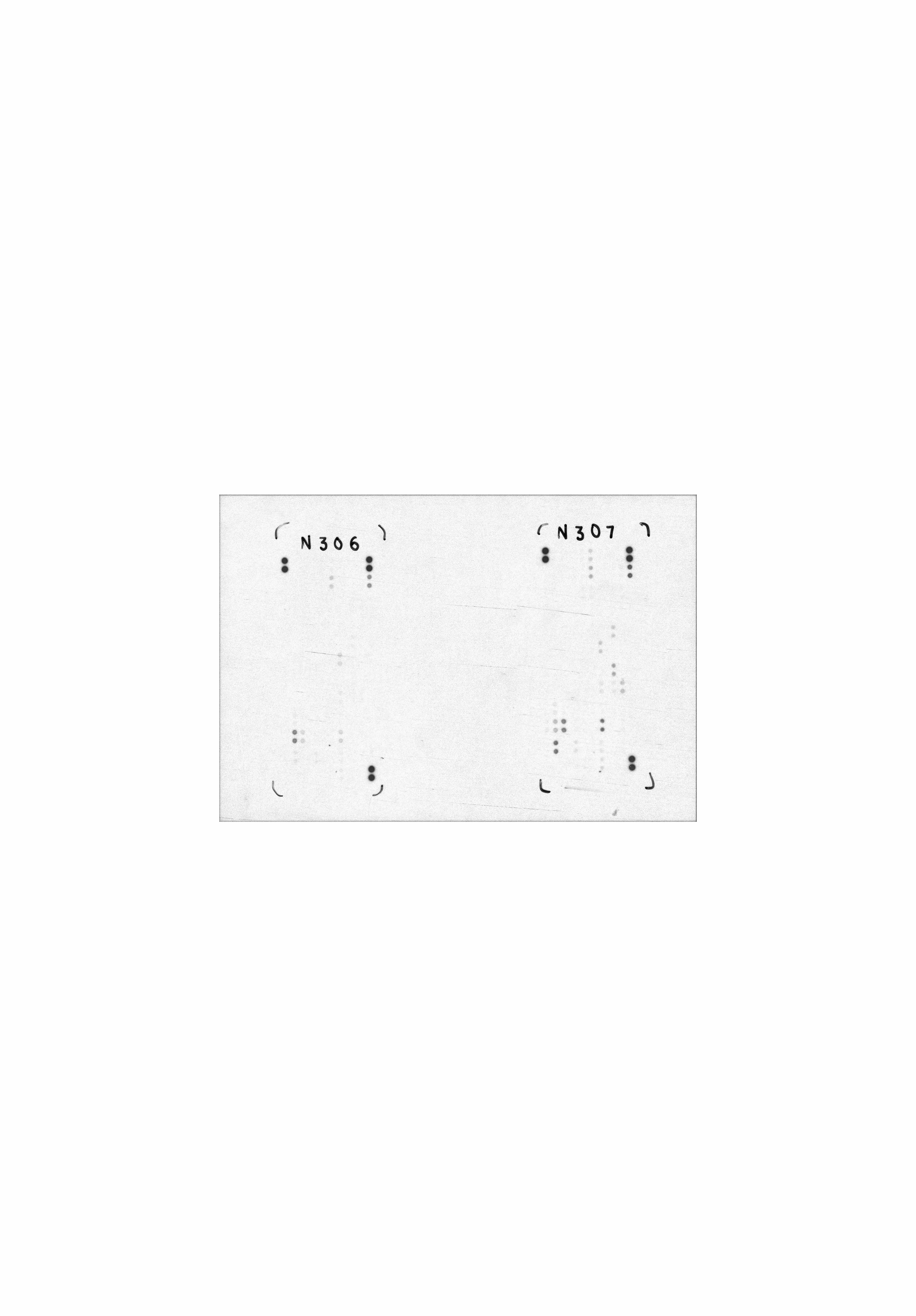 Proteome Profiler Mouse XL Cytokine Array ARY028
