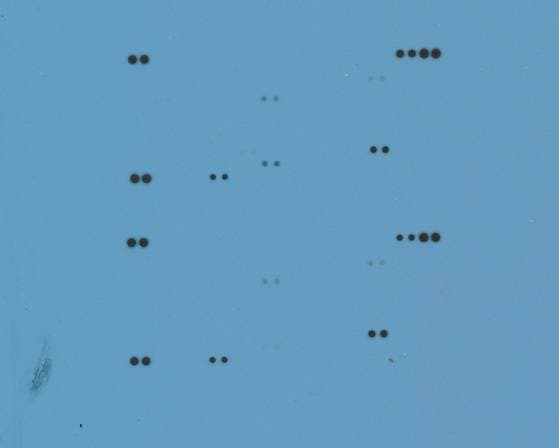 Proteome Profiler Mouse XL Cytokine Array ARY028