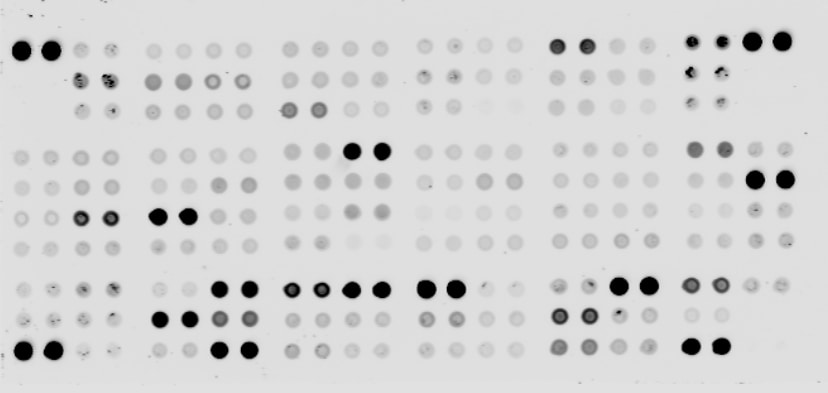 Proteome Profiler Mouse XL Cytokine Array ARY028