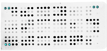 Proteome Profiler Mouse XL Cytokine Array ARY028