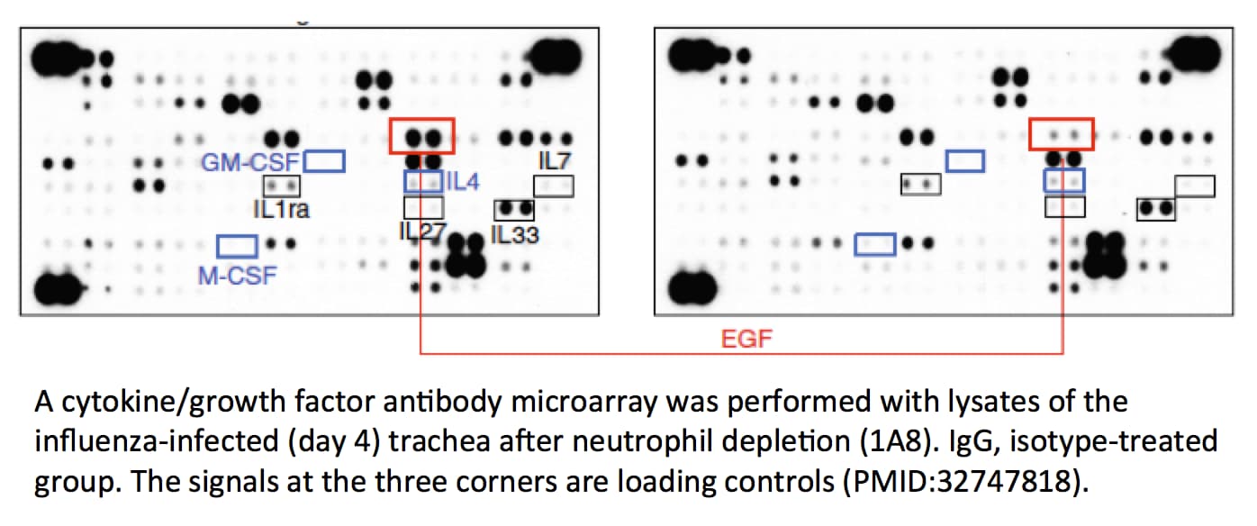 Proteome Profiler Mouse XL Cytokine Array ARY028