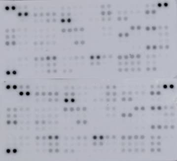 Proteome Profiler Mouse XL Cytokine Array ARY028