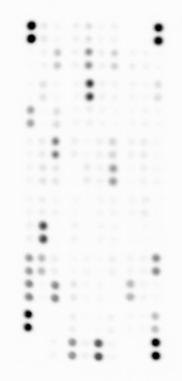 Proteome Profiler Mouse XL Cytokine Array ARY028