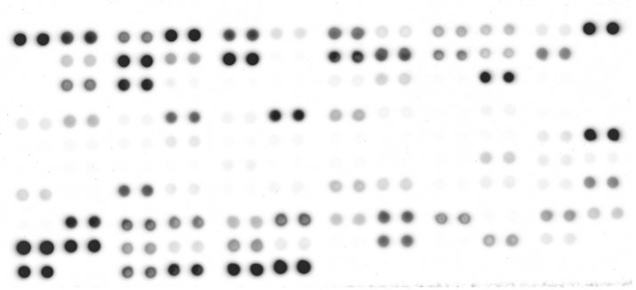 Proteome Profiler Mouse XL Cytokine Array ARY028
