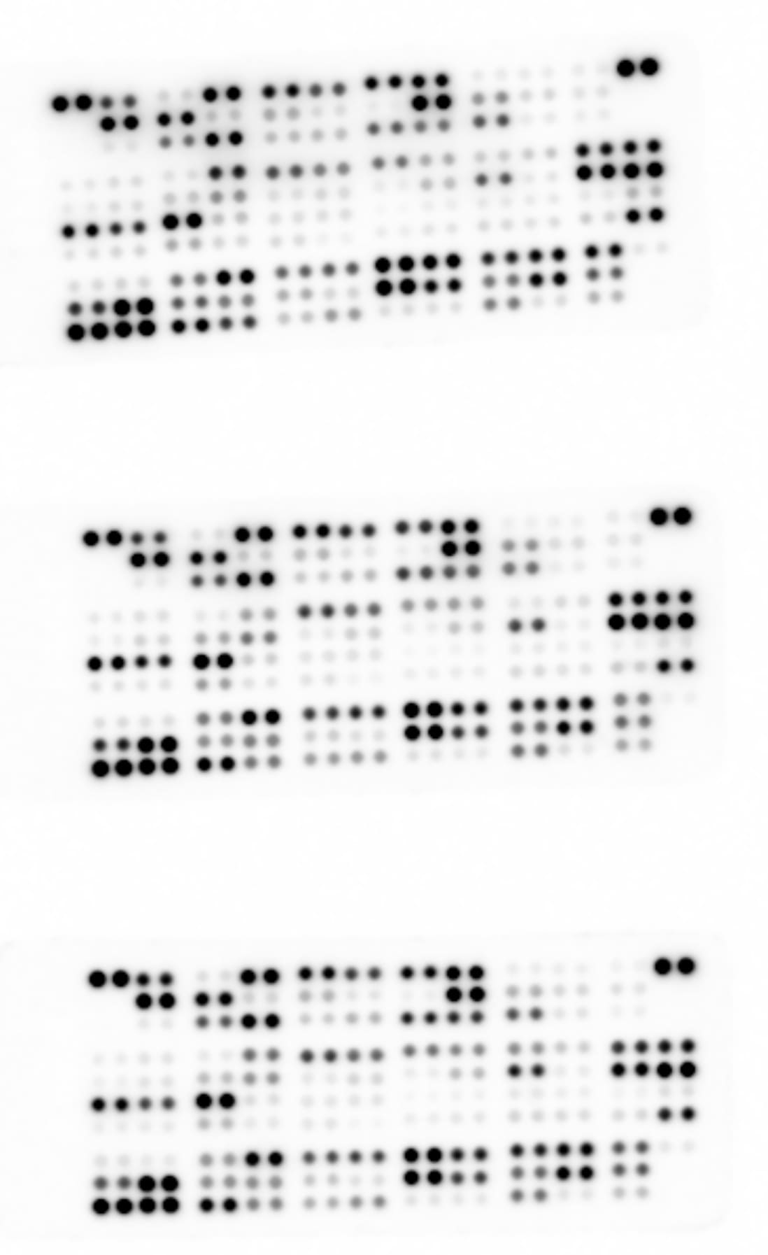 Proteome Profiler Mouse XL Cytokine Array ARY028
