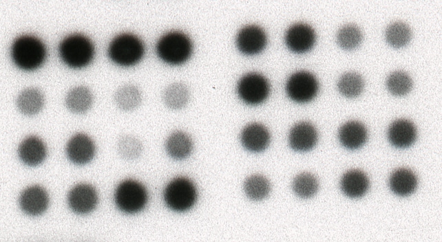 Proteome Profiler Human NFkB Pathway Array ARY029