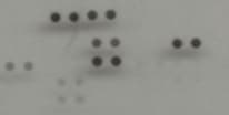 Proteome Profiler Human NFkB Pathway Array ARY029